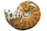 Polished, Agatized Ammonite (Cleoniceras) - Madagascar #110505-1